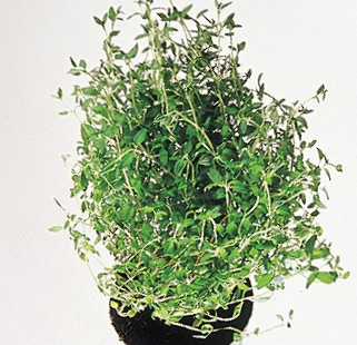 Urter Timian potte 0